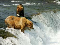 USA_Alaska_Grizzlybären